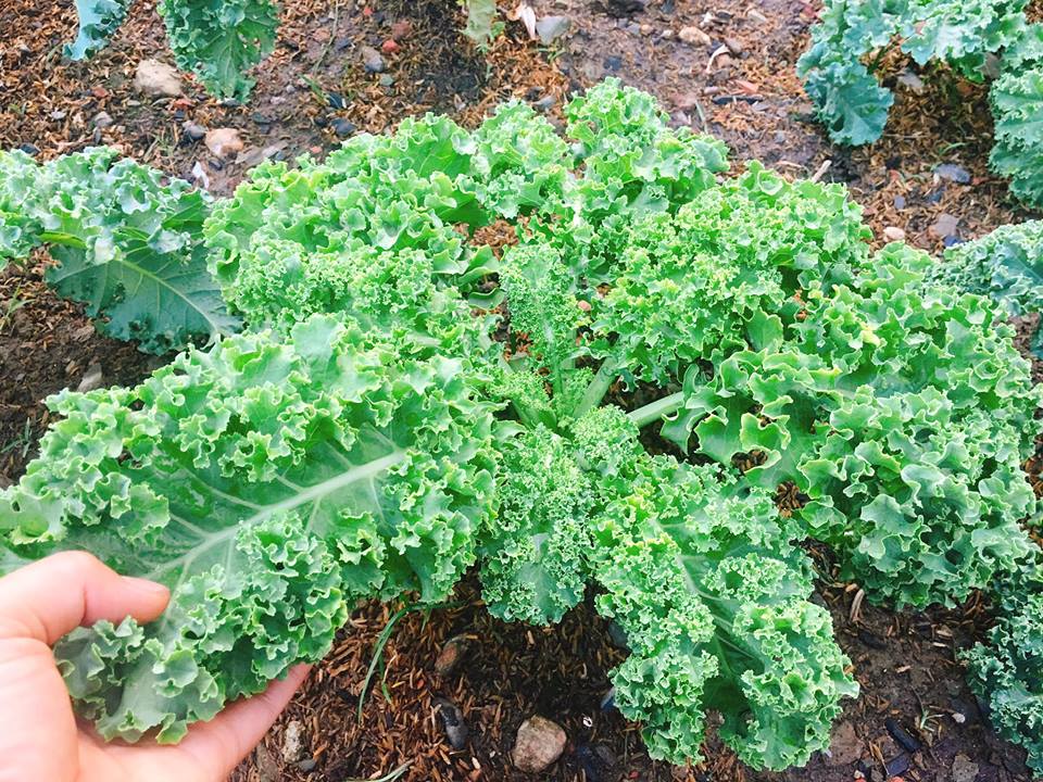 [Lấy mã giảm thêm 30%] Gói Hạt Giống Cải Kale