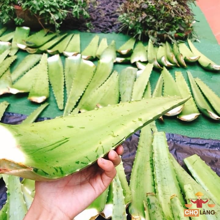 [HCM]Dầu Xả Nha Đam Dầu Dừa [Nguyên Chất Nhà Làm]