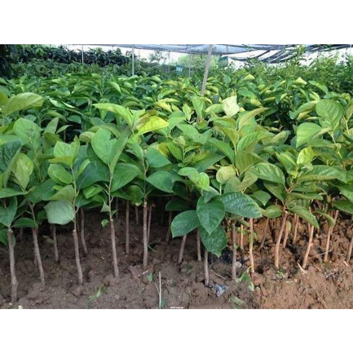 sản phẩm HỒNG ĐEN NHẬT BẢN
