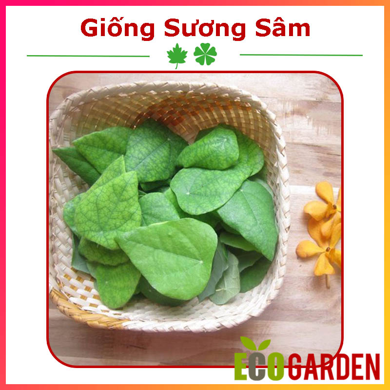 Hạt Giống Sương Sâm Lông