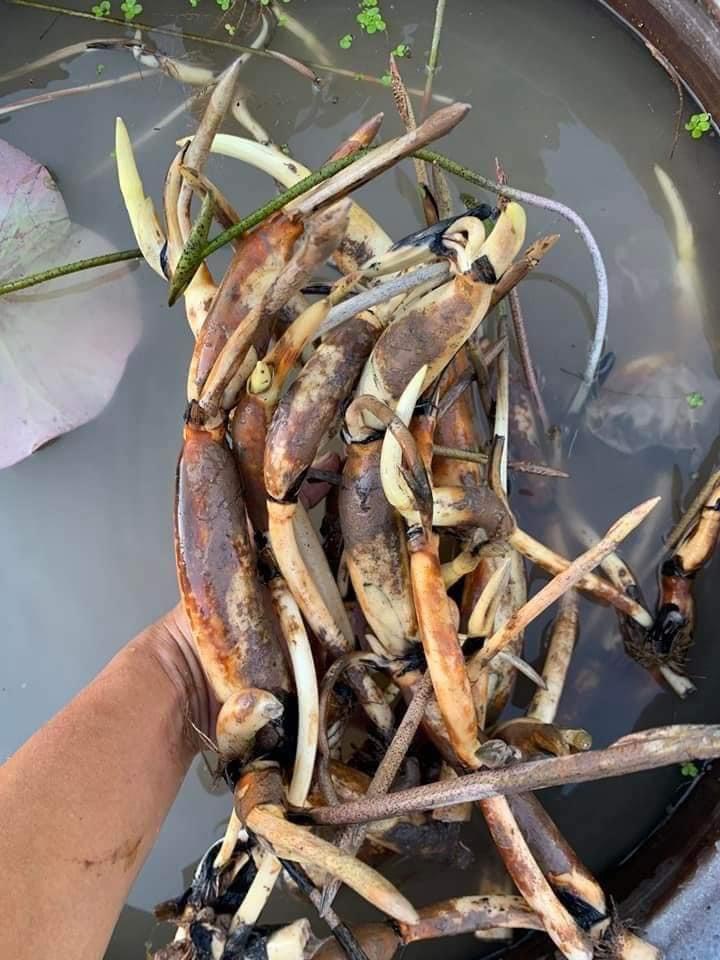 Củ sen cốm xanh ra hoa sau 30 ngày