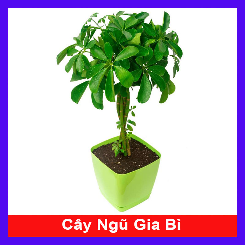 Cây cảnh mini - Cây Ngũ Gia Bì - Cây Đuổi Muỗi