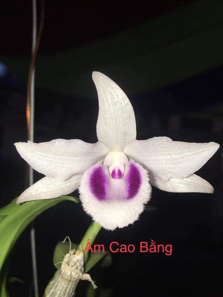 Phi điệp ám cao bằng hàng giống