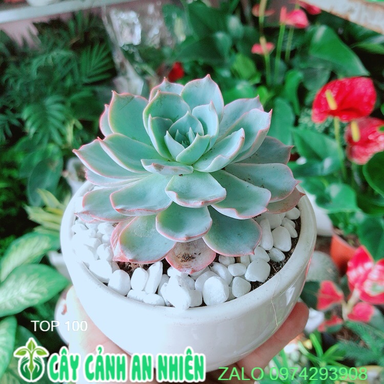 Chậu sen đá hồng phấn