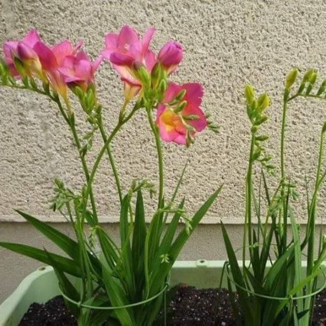 Củ hoa lan nam phi hoa màu hồng - 1 củ