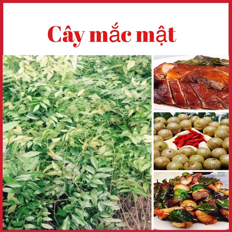 COMBO 2 CÂY MẮC MẬT GIỐNG (ảnh thật) -CÂY GIA VỊ  ( CAO 60-70CM)