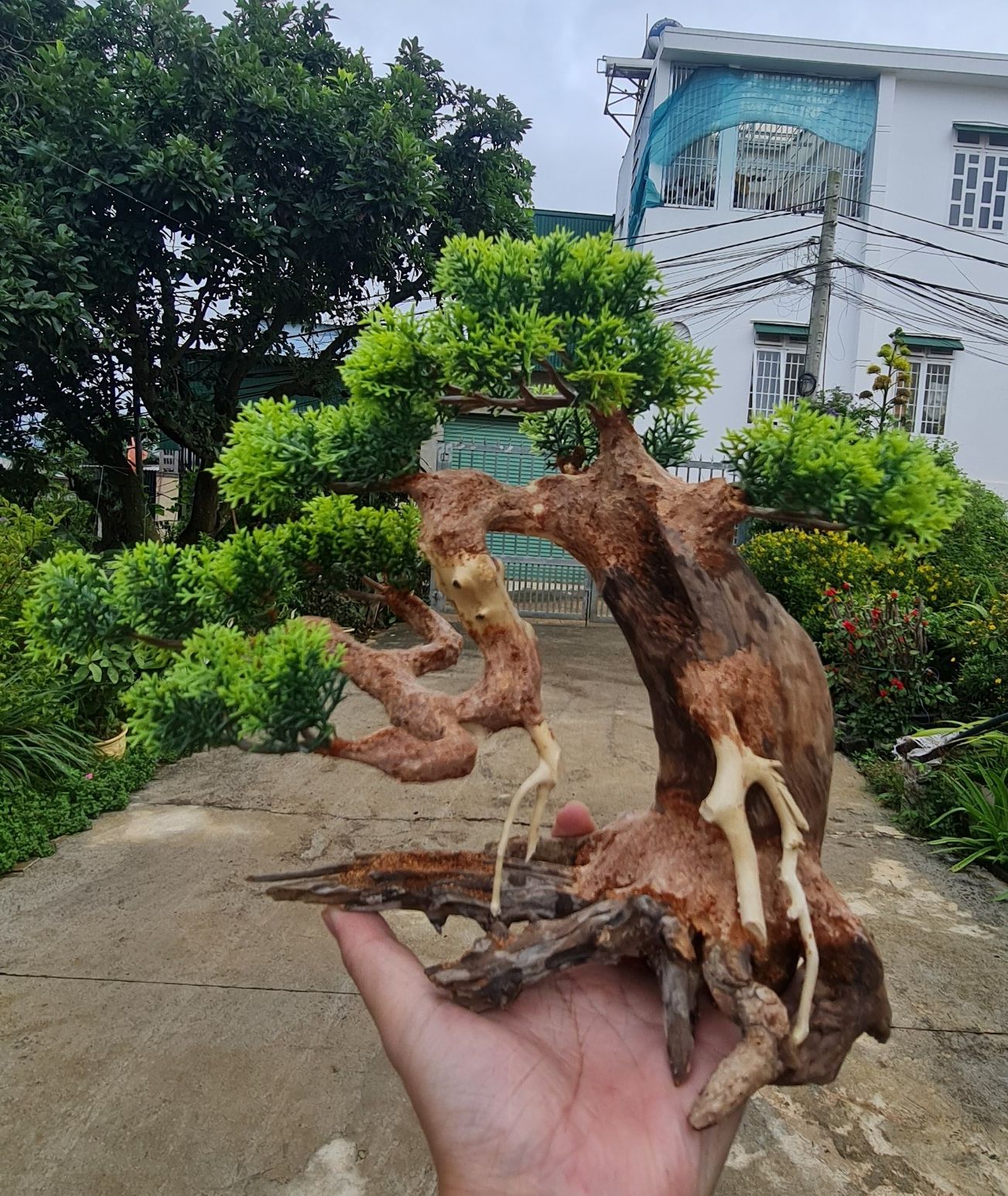 Lũa Bonsai mini cho hồ thủy sinh - Xưởng Lũa Mr Wood