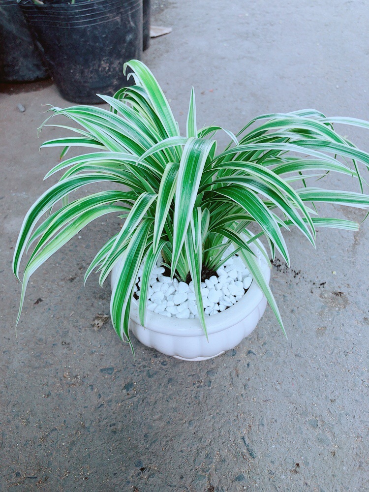 Chậu Lan Chi