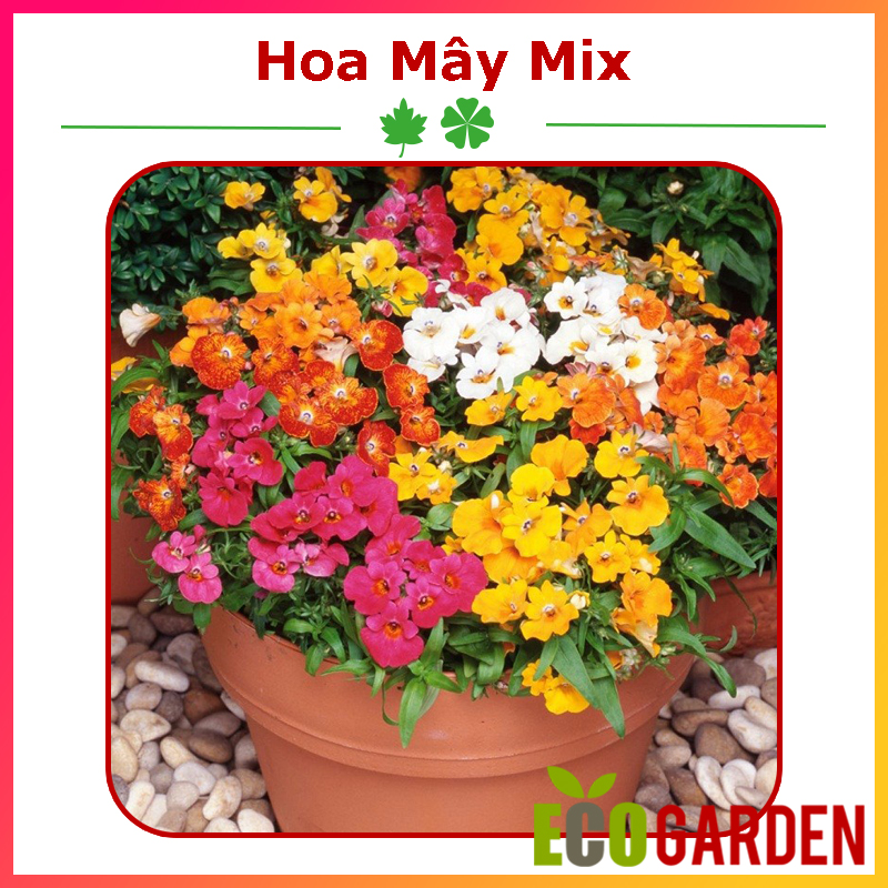 Hạt Giống Hoa Mây Nhiều Màu Mix (ECO.140)