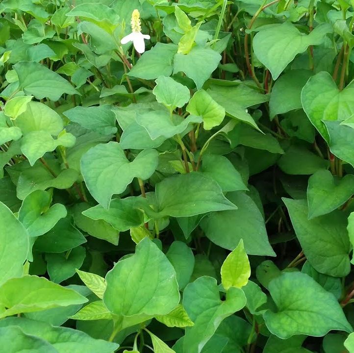 Hạt giống rau diếp cá - 1 gói 50 hạt