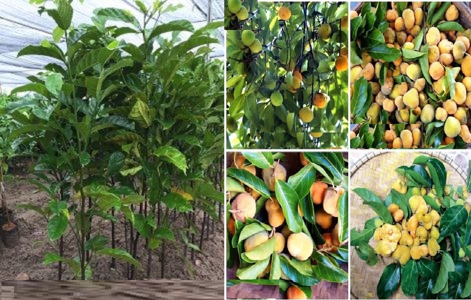 Cây chay, giống cây chay