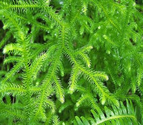 500g cây thông đất khô GT334