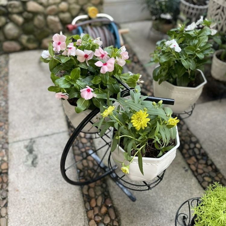 [HCM][GREEN HOUSE] Combo 5 Chậu hoa mây để bàn trắng 17cm