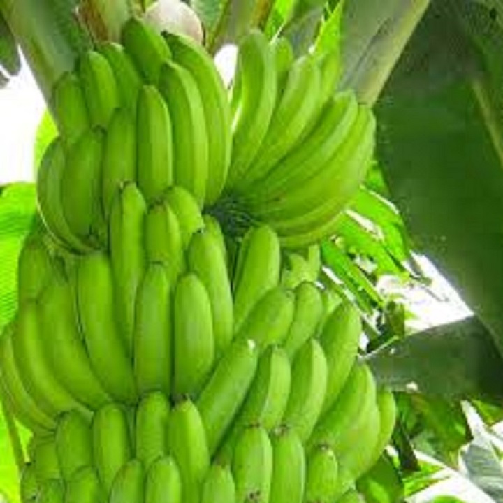 CÂY GIỐNG CHUỐI GIÀ NAM MỸ nhanh và siêu quả