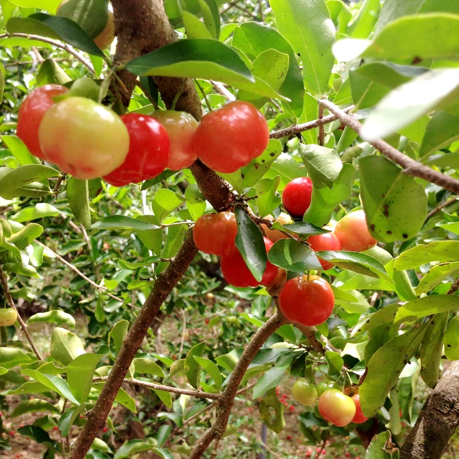 CÂY SƠ RI CHIẾT CÀNH NGỌT