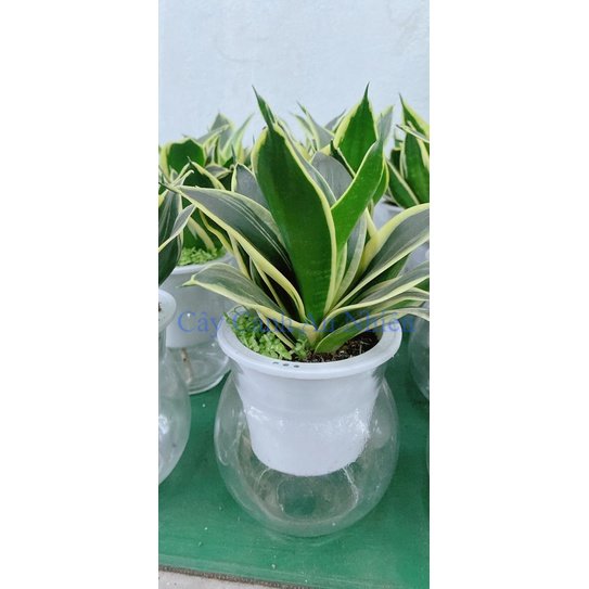 Chậu Cây Lưỡi Hổ Thái Trồng Thuỷ Canh