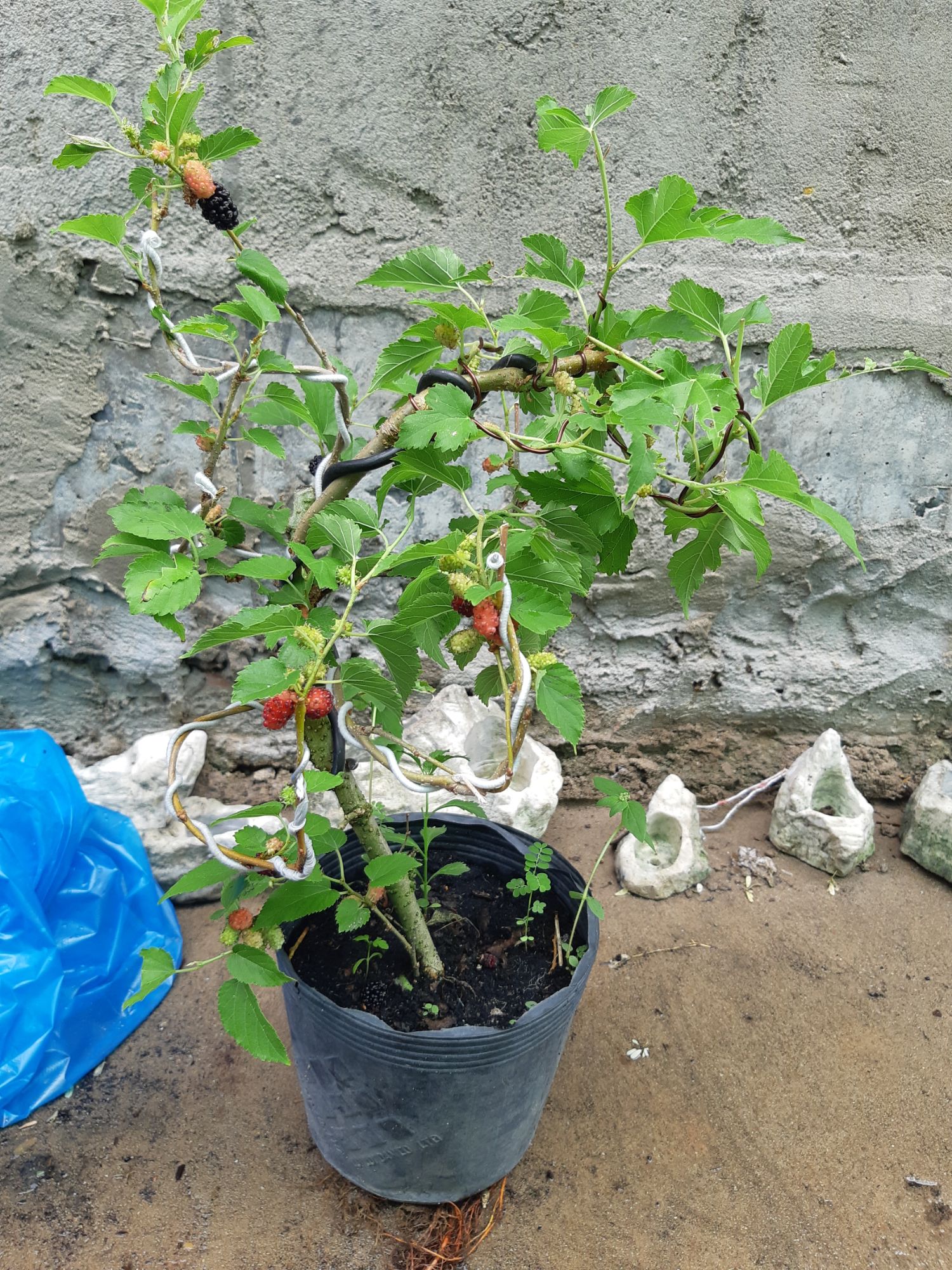 cây dâu tằm bonsai mini
