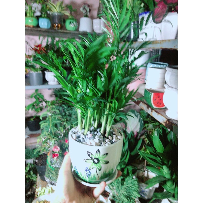 [HCM]Chậu Cây Cau Tiểu Trâm