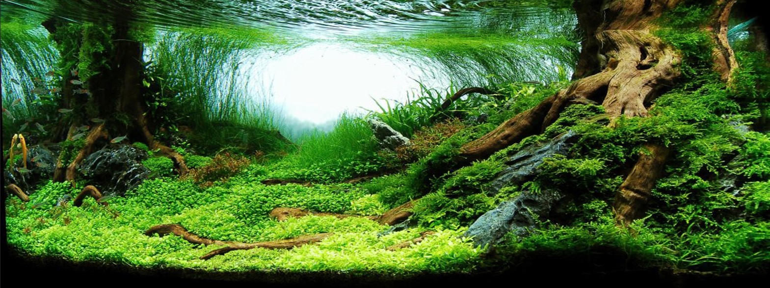 Tranh phông nền VTC dán hồ cá, bể thủy sinh Aqua_013 KT 160 x 60 cm