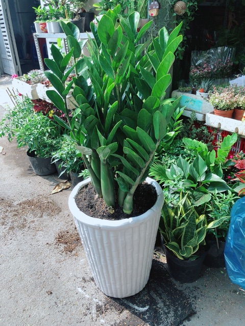 [HCM]Chậu Cây Kim Tiền Size Đại Cao 1m1