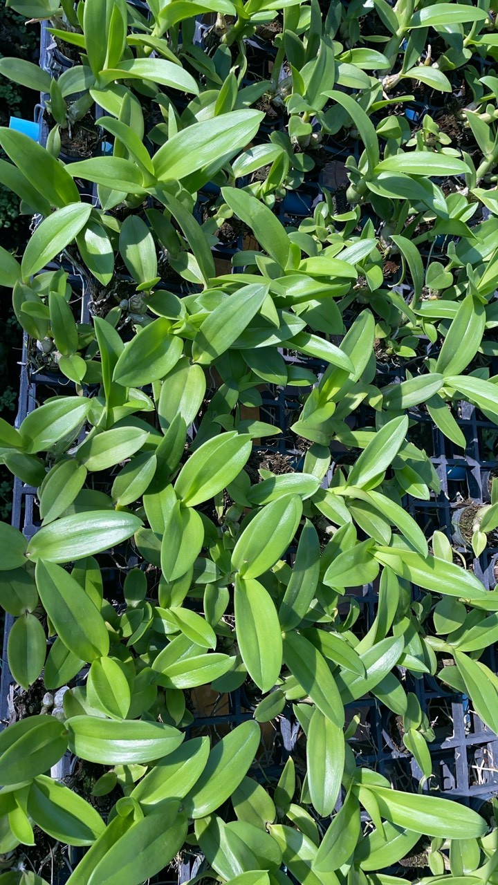 CÂY GIỐNG THỎ NÂU CAO 7-12CM