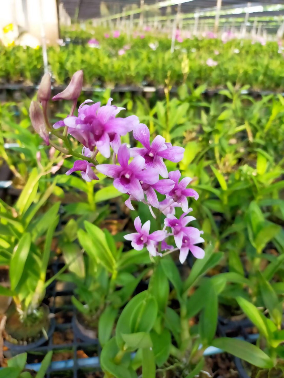 HOA LAN NẮNG