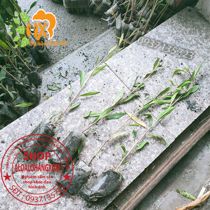 Combo 50 cây tràm úc -cây giống