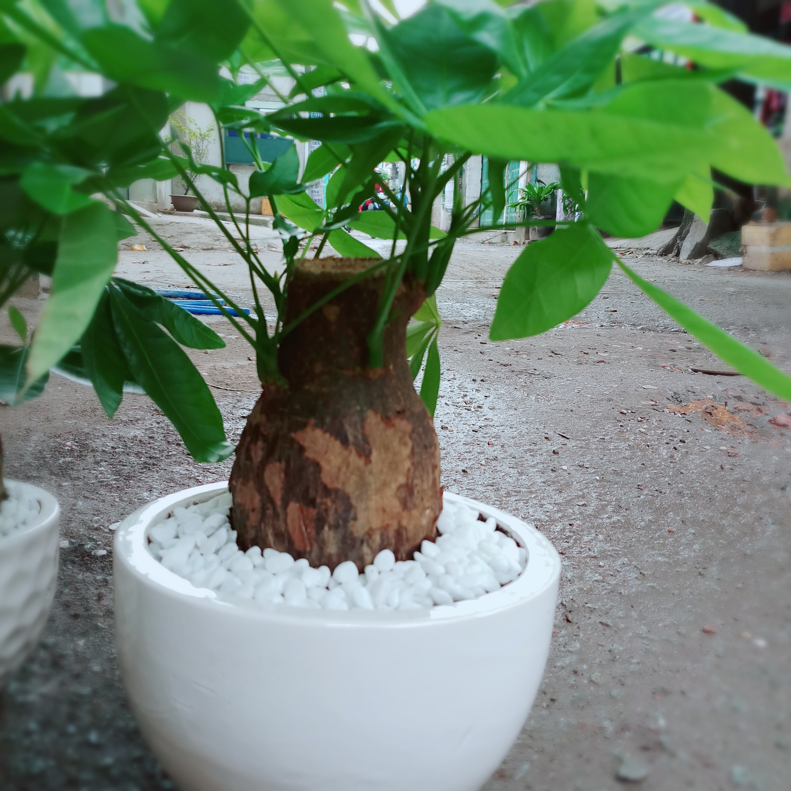 [HCM]Chậu Cây Kim Ngân 1 Thân Lớn