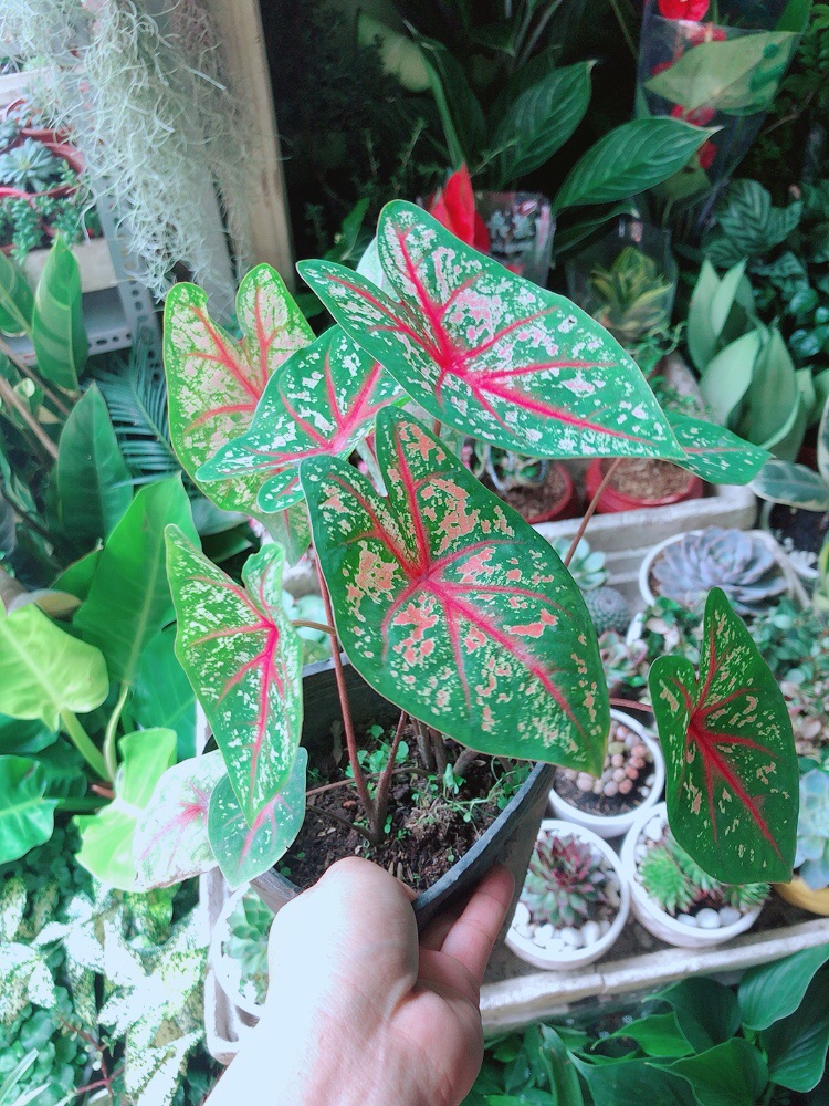 Cây Môn Kiểng