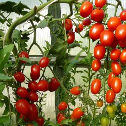 [HCM]Hạt Giống Cà Chua Nhật Leo Giàn F1 (Sai Trái)