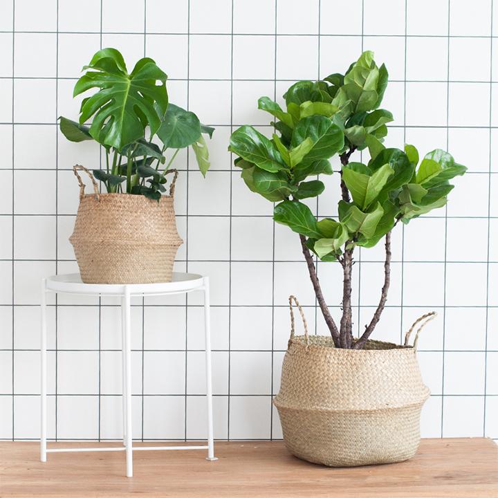 Giỏ cói trồng cây