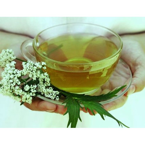 Cây ngải dại giống