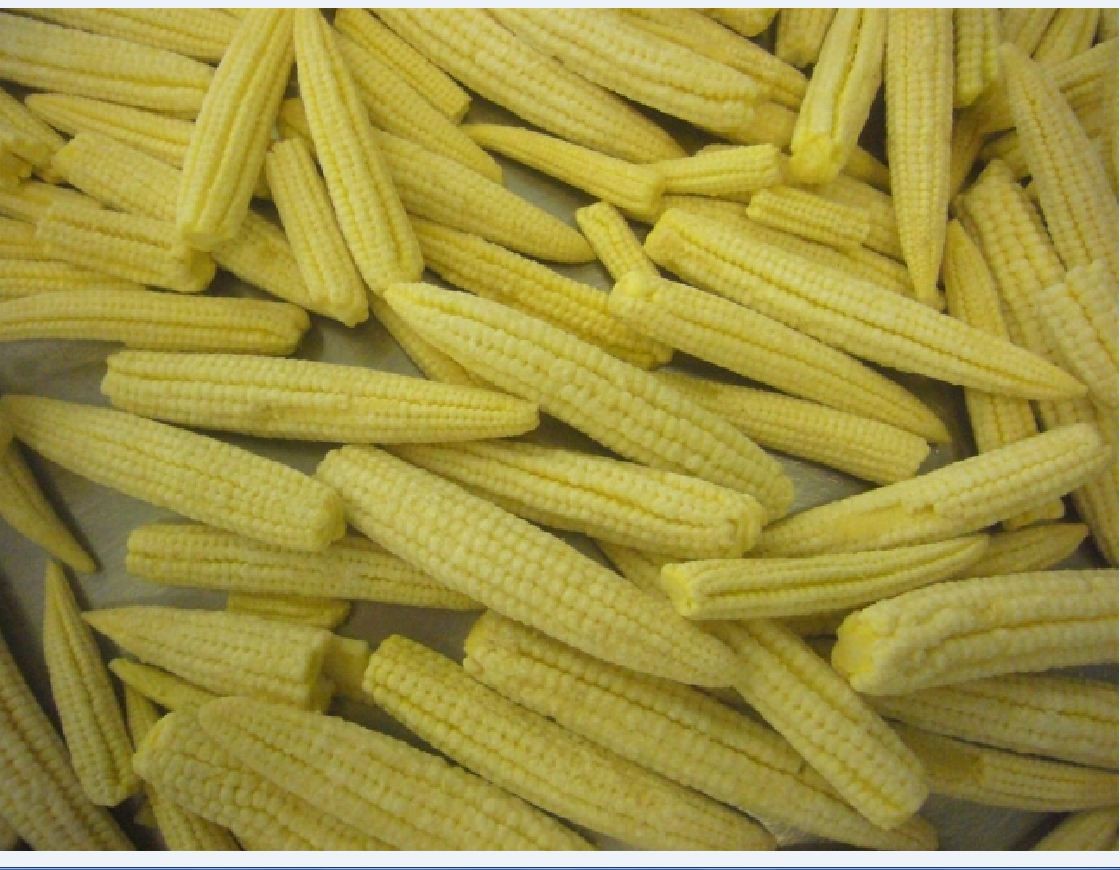 Hạt Giống Ngô Bao Tử - 1 gói 30 hạt