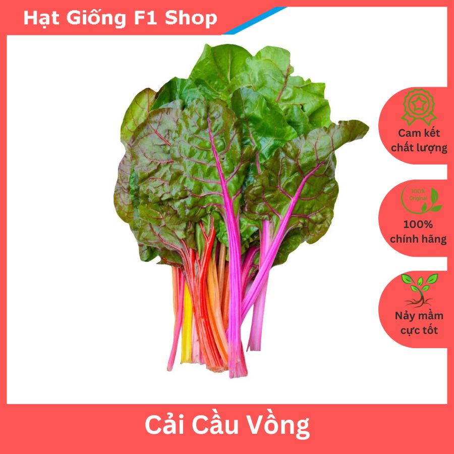 Hạt Giống Cải Cầu Vồng Đẹp Mắt Xuất Xứ Italy 10 Gam