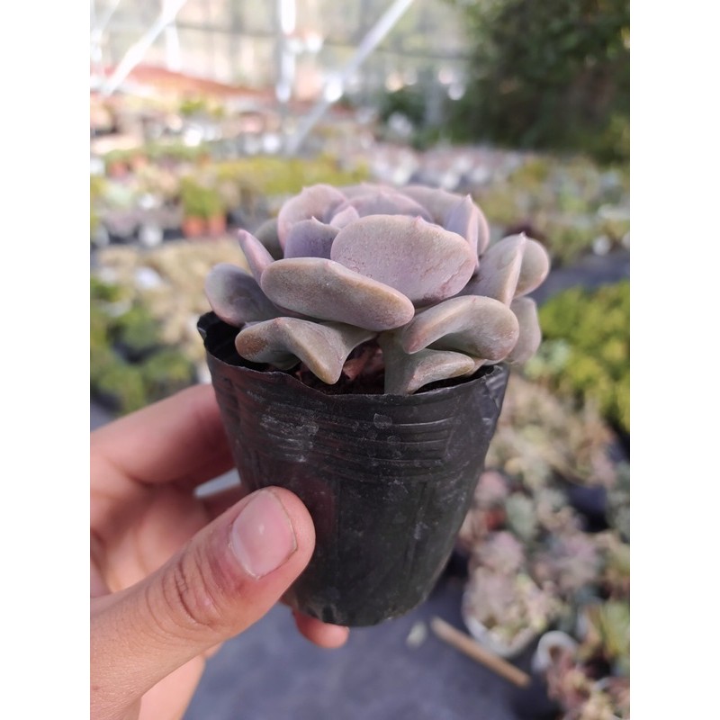 SEN ĐÁ CÚC TÍM  ĐÀ LẠT  HƯ 1 ĐỔI 1  SIÊU CUTE