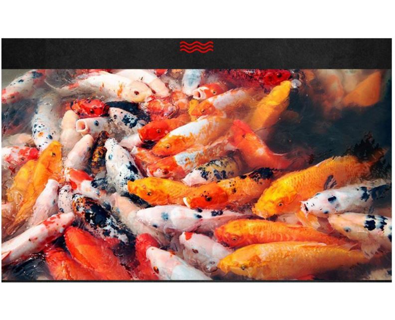 Cám dinh dưỡng cao cấp Tiddler dành cho cá nhỏ