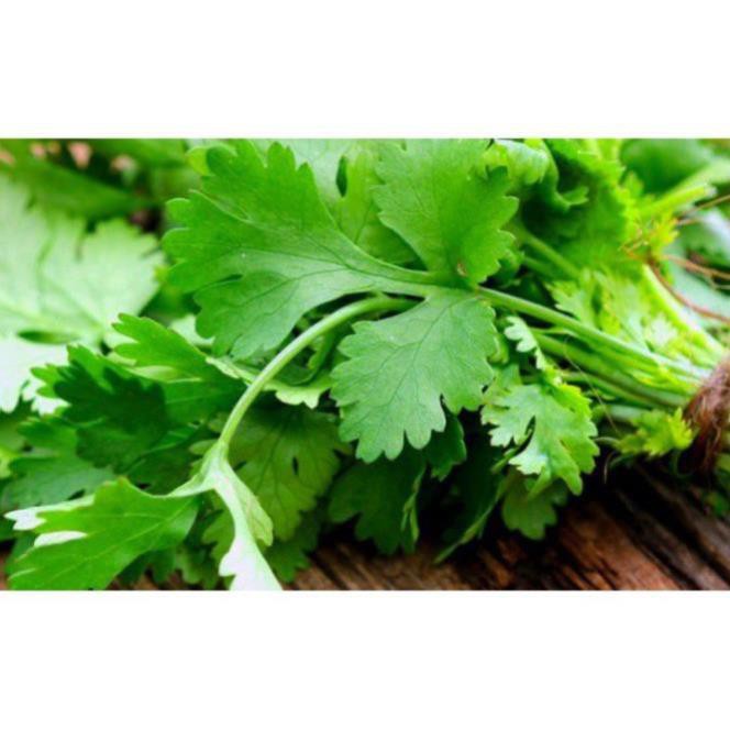 [FREESHIP - Xả Khô Máu] [ Hạt giống Rau] Gói 20g hạt giống ngò Bạc Liêu - Mina Shop