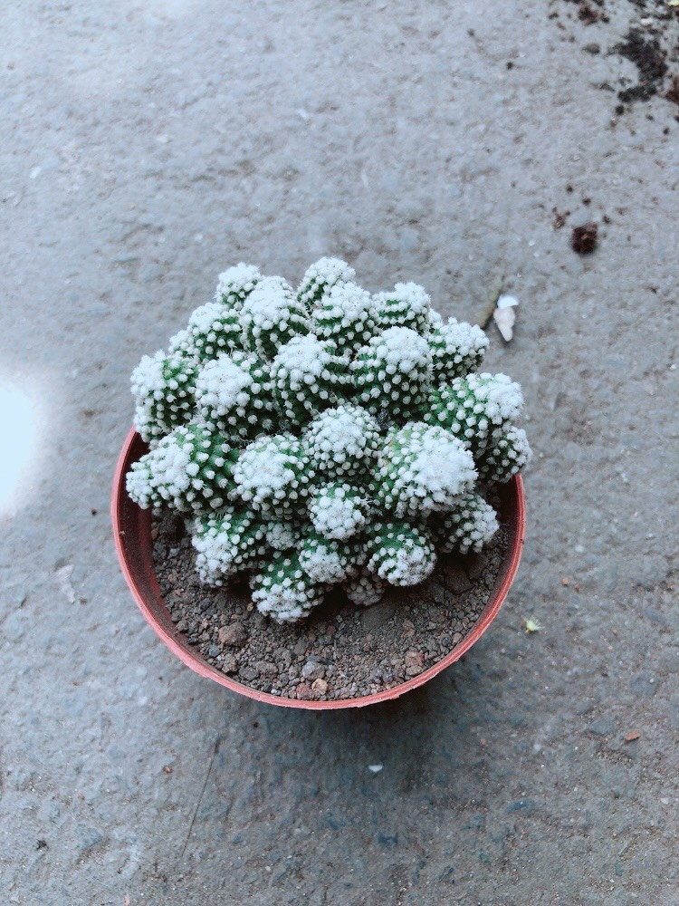 Xương Rồng Bụi Tuyết