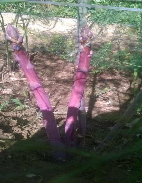 Hạt giống Măng Tây Tím - Gói 20 hạt ( Kèm 3 viên nén kích thích ươm hạt ) - VTNT