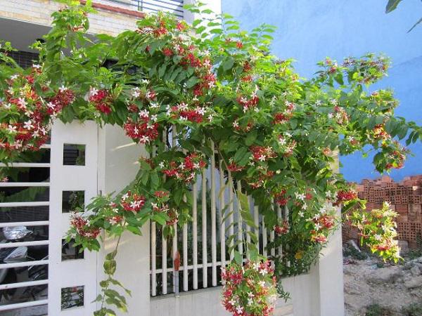 Hoa leo sử quân tử-hàng gửi đi nguyên chậu - HLSQTNC