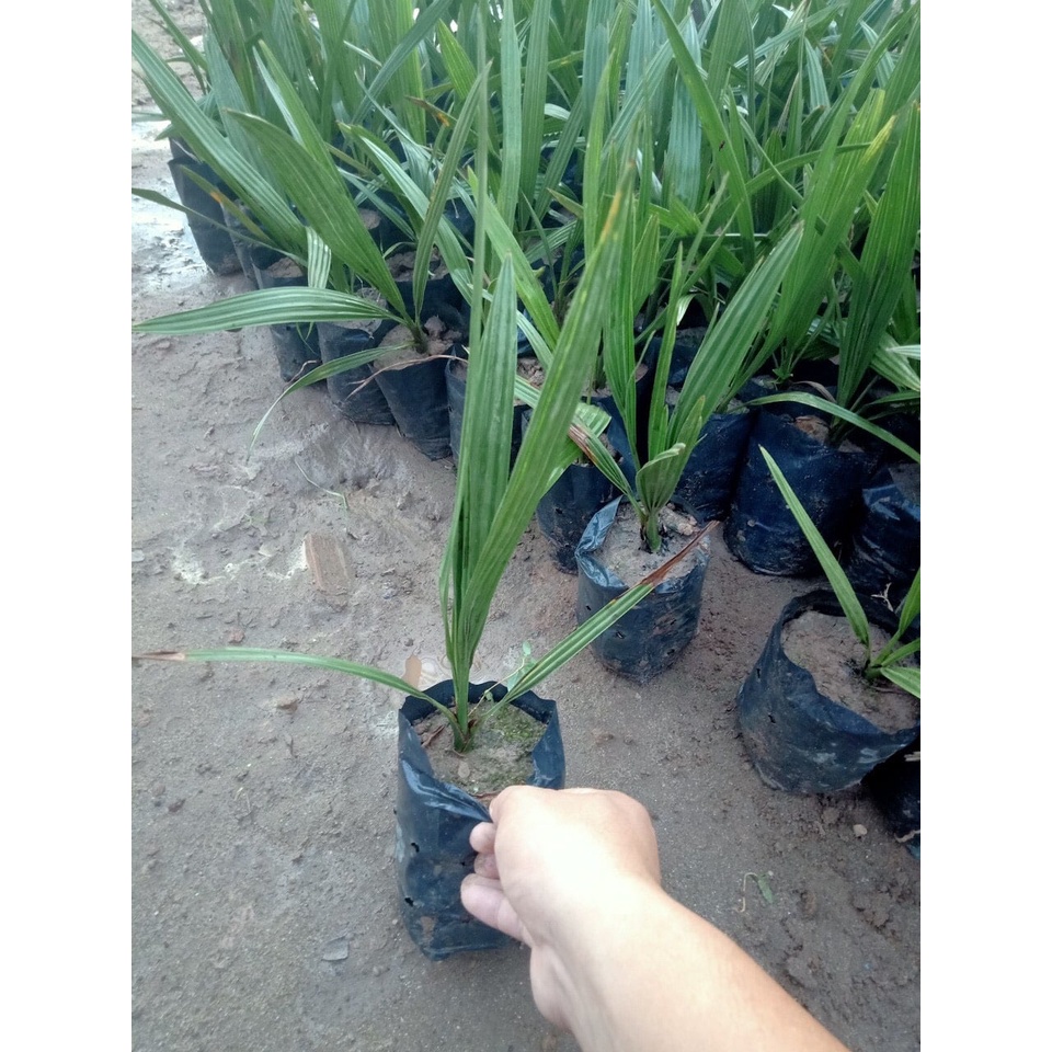 XTRA Cây Chà Là Trung Đông