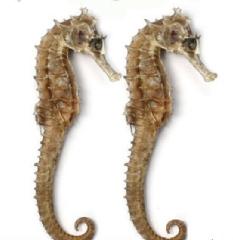 CÁ NGỰA KHÔ SIZE TỪ 11cm - 12cm