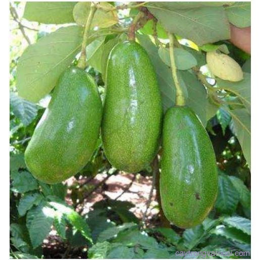 [Học Viên Nông Nghiệp I ] CÂY GIỐNG BƠ SÁP XANH