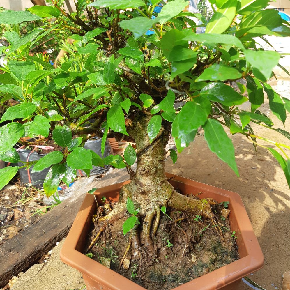 sung bonsai gốc LỚN