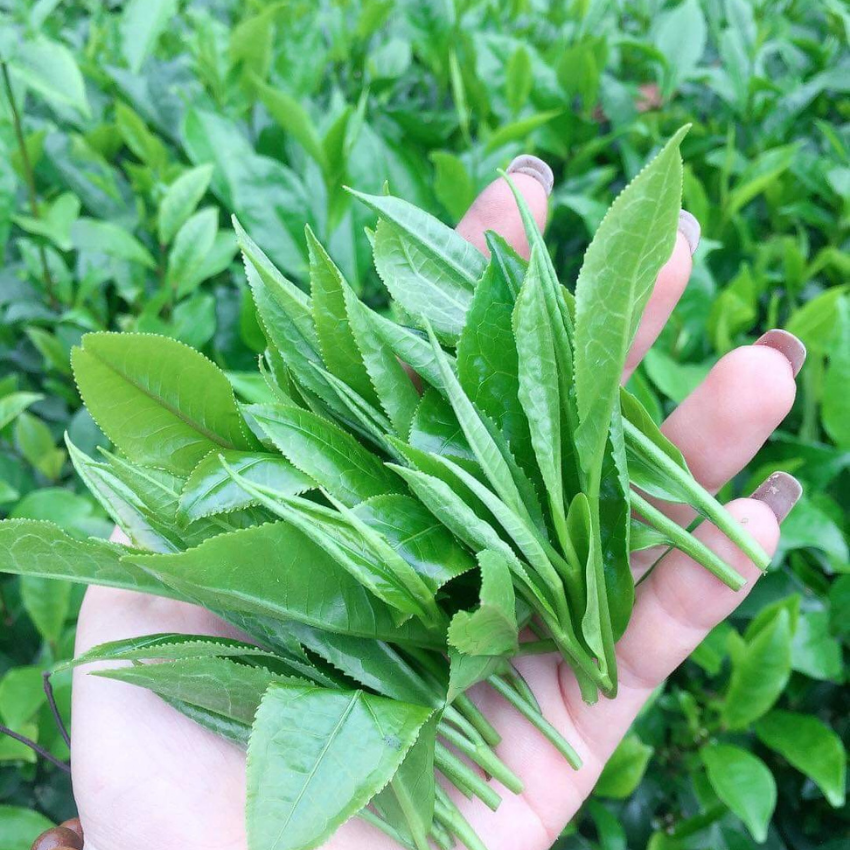Trà xanh đặc biệt Thái Nguyên Tư Quý(2 gói 200g)