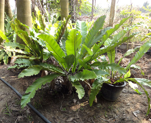 Cây Tổ Quạ trồng sẵn trong chậu điều hoà nhiệt độ giàn lan ghép lan, điều hòa không khí