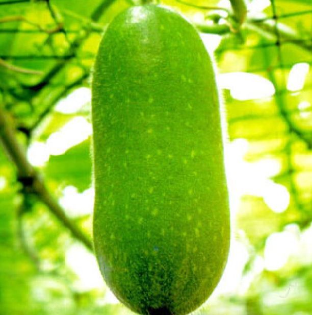 Hạt giống bí đao chanh siêu trái(gói 10 hạt)