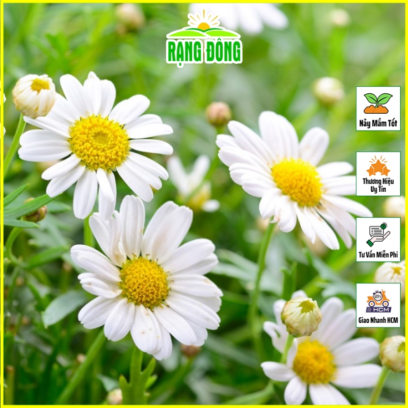 Hạt giống Hoa Cúc Họa Mi Trắng Dễ Trồng, Hoa Dùng Làm Trà - Hạt giống Rạng Đông