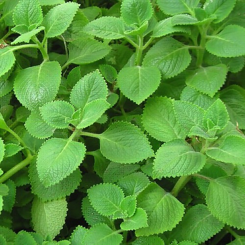 Hạt giống húng chanh 0.1gr