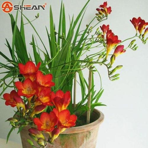 Bộ 3 Củ giống hoa lan nam phi hoa màu đỏ